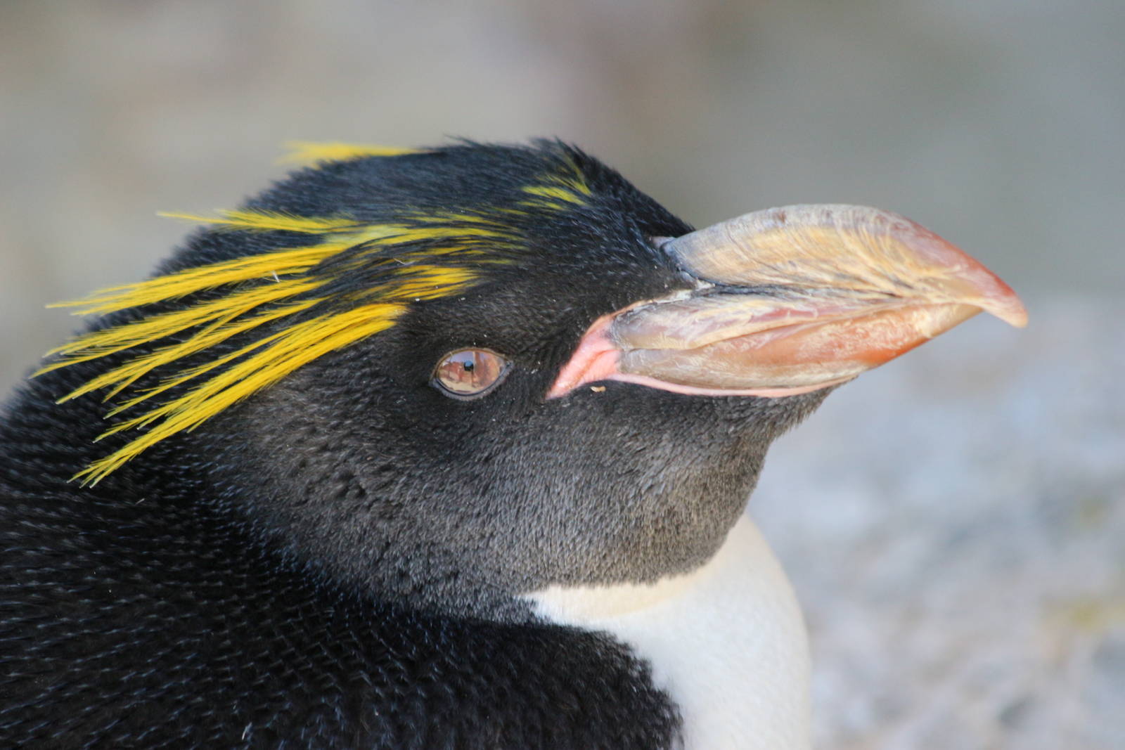 Macaroni Penguin @ Living Coasts 22.09.2016
