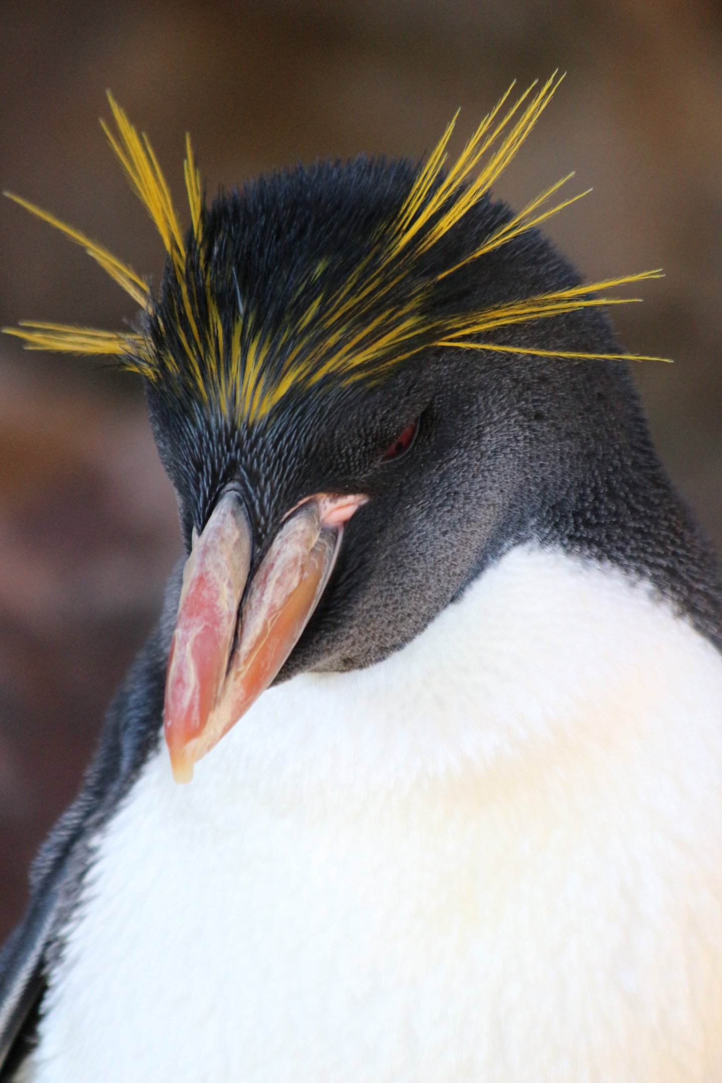 Macaroni Penguin @ Living Coasts; 22.09.2016