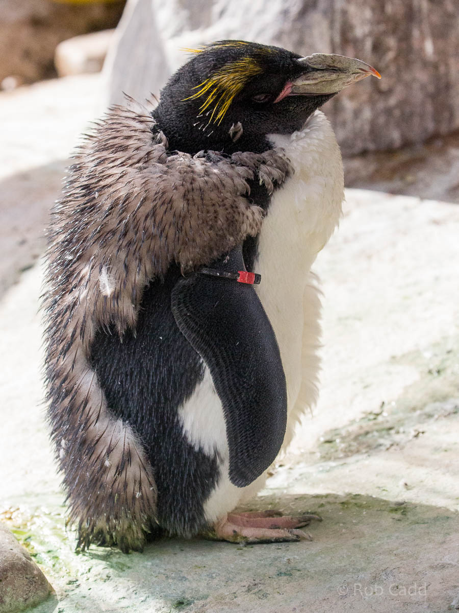 Macaroni penguin : Living Coasts : 24 Sep 2015