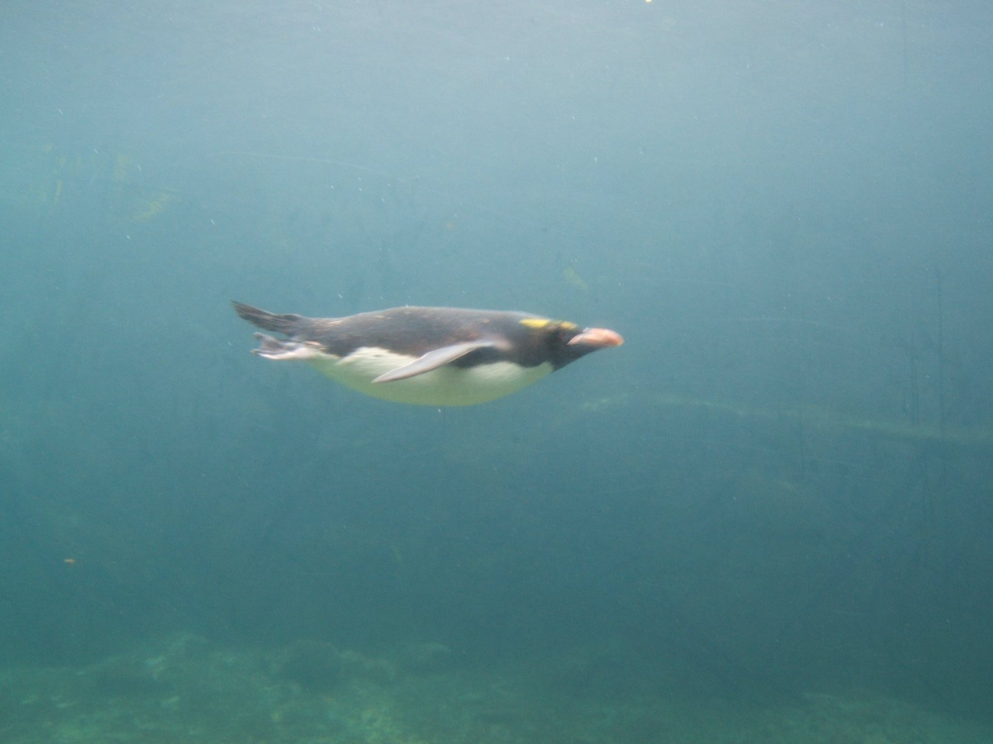 Macaroni Penguin underwater 30/07/2017