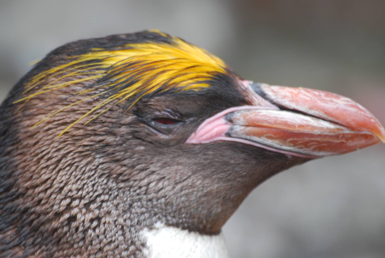 Macaroni penguin