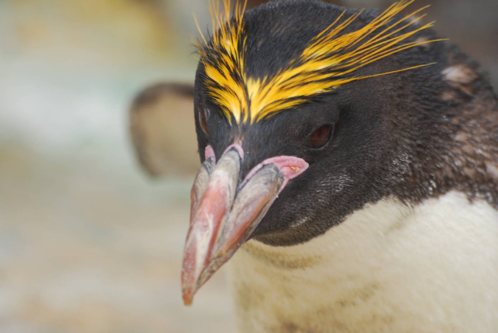 Macaroni penguin