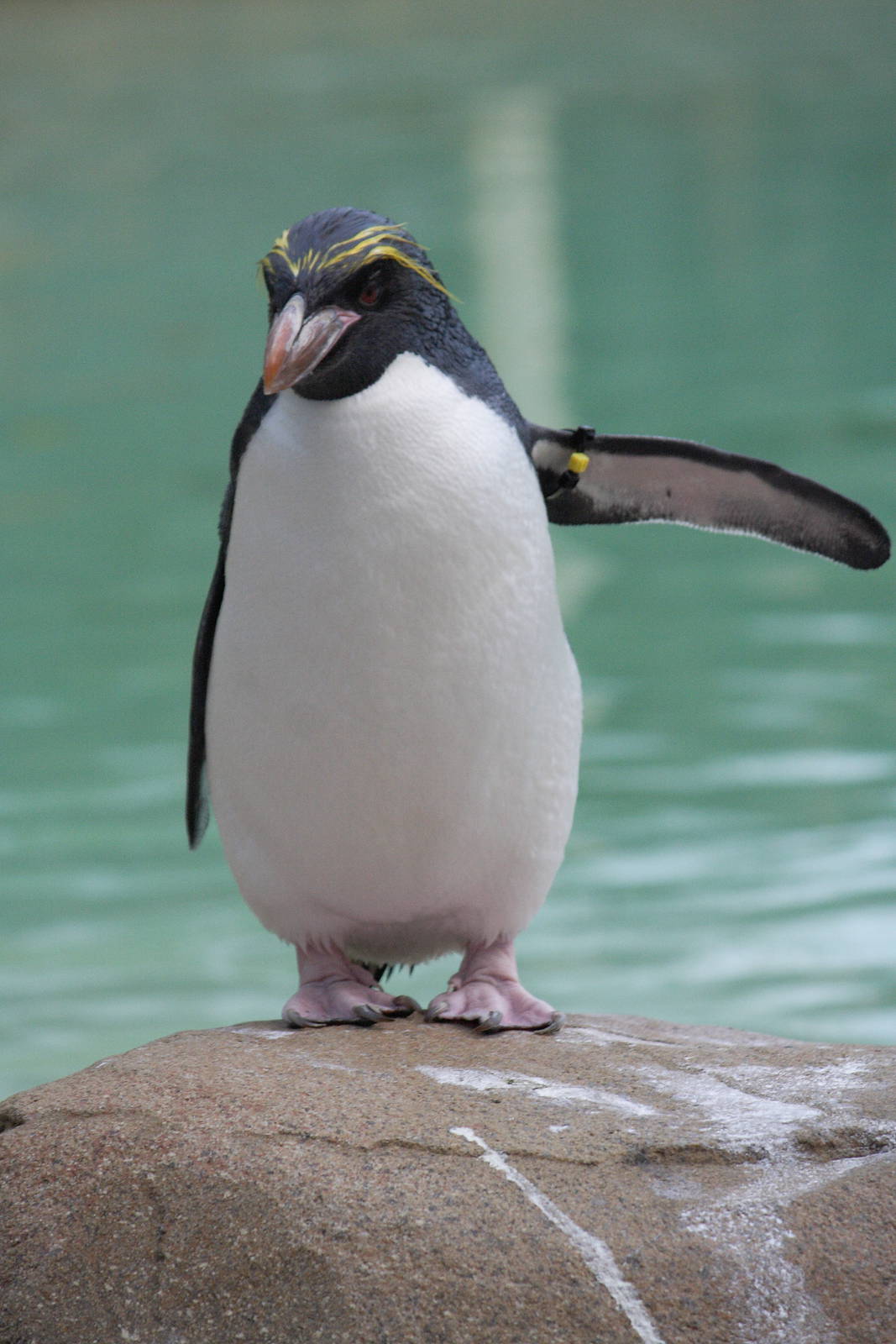 Macaroni penguin