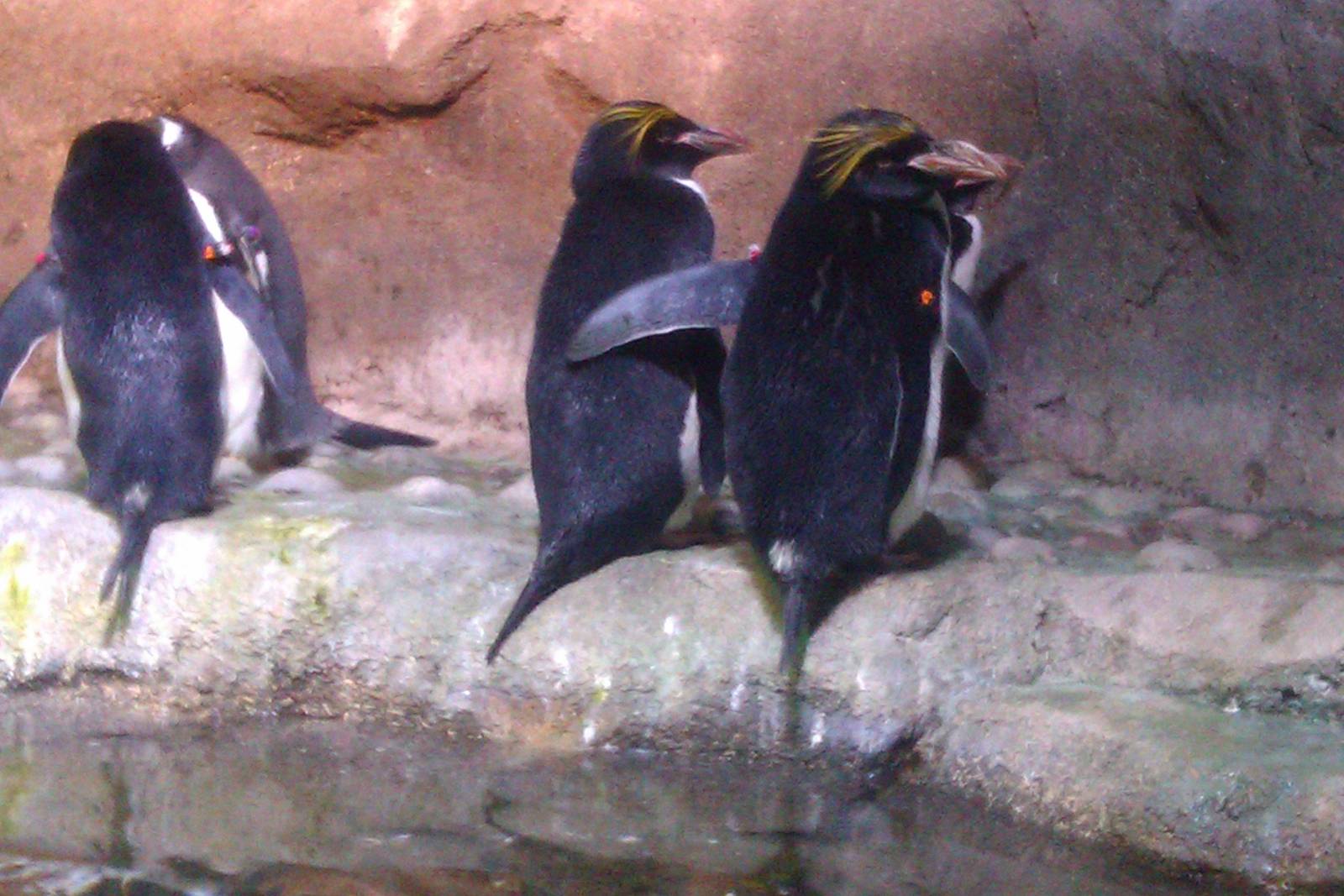 Macaroni Penguin