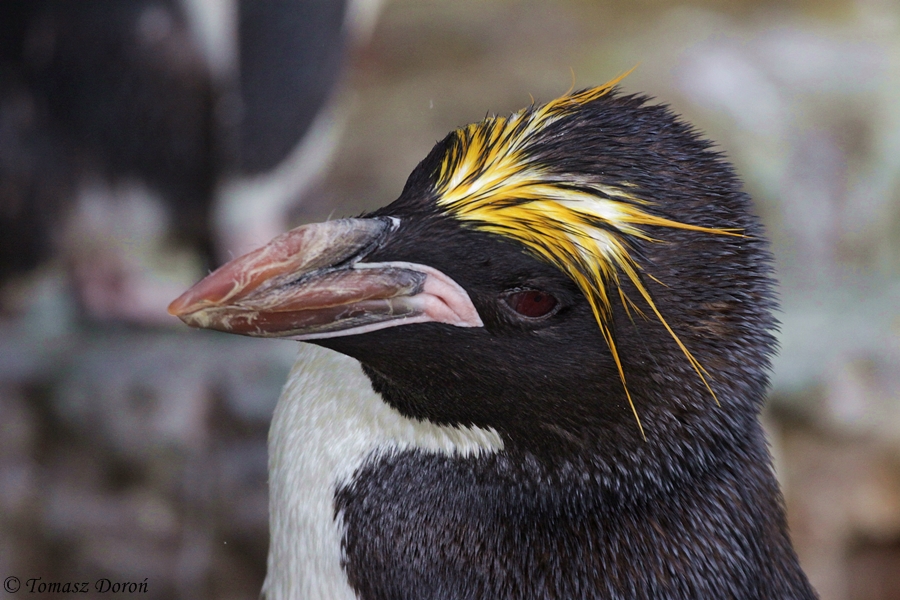 Macaroni penguin