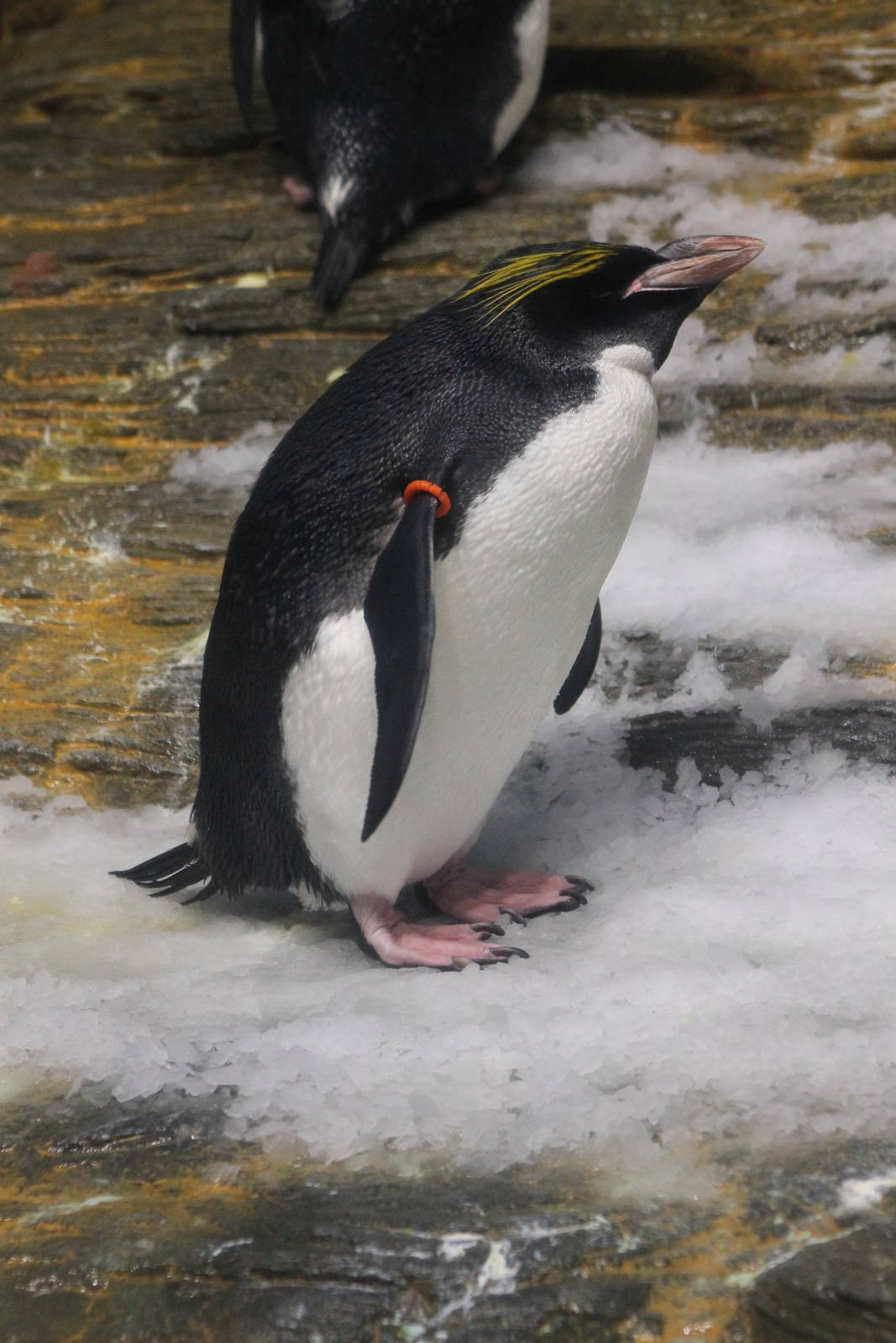 macaroni penguin