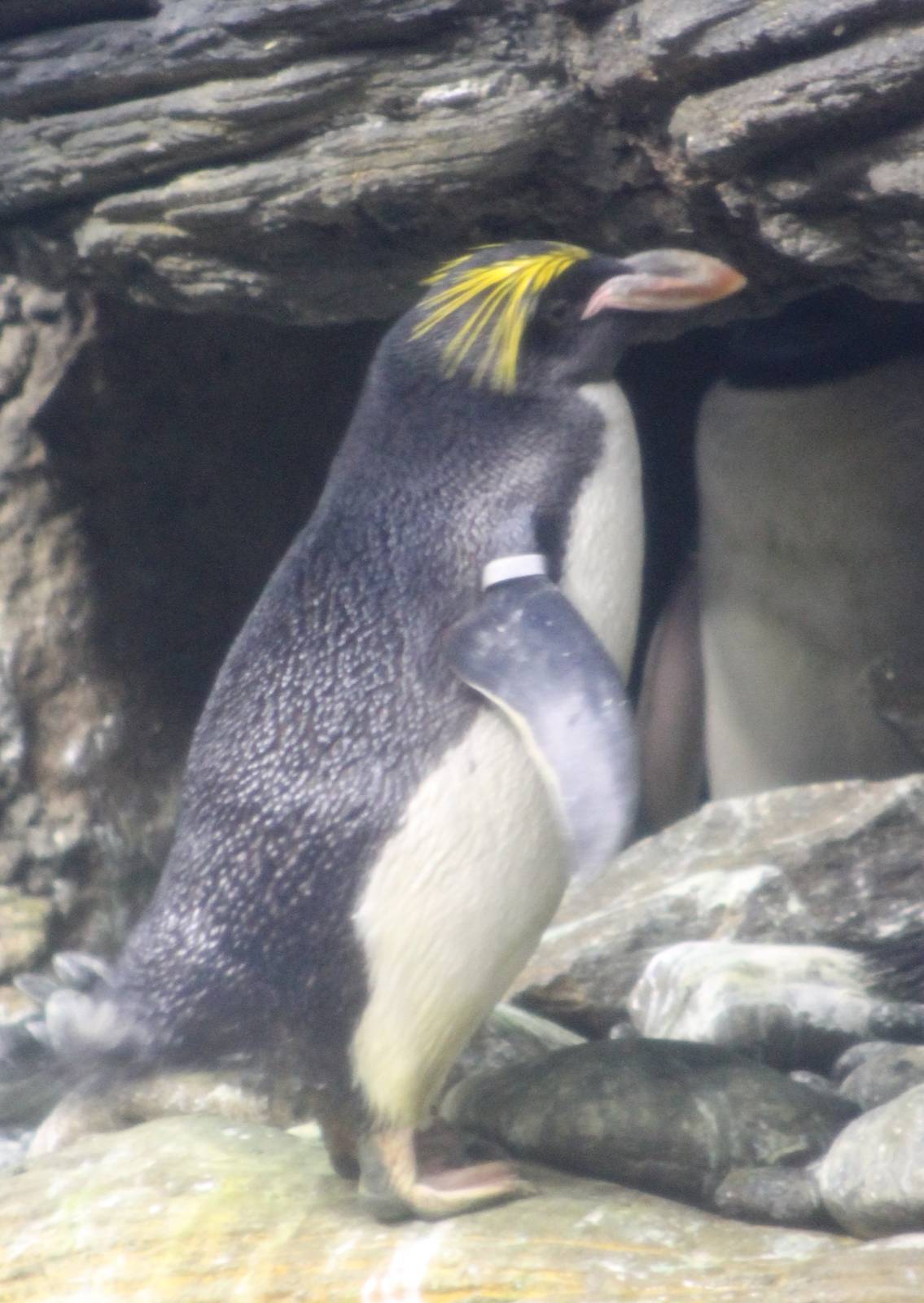 Macaroni penguin