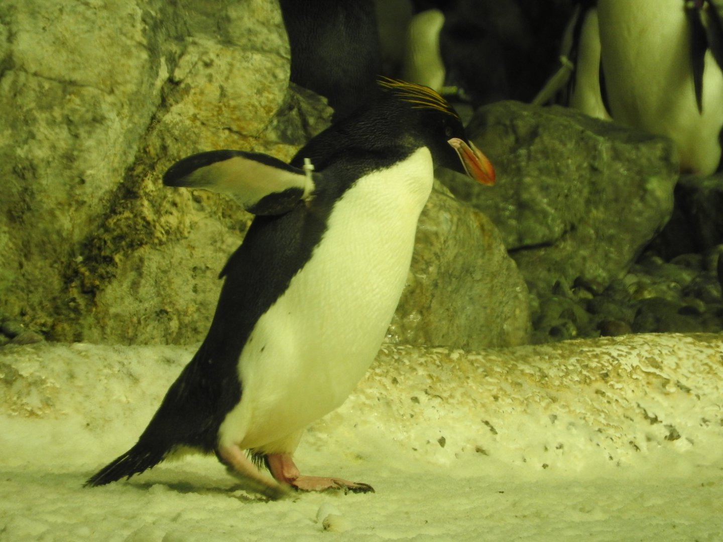Macaroni Penguin