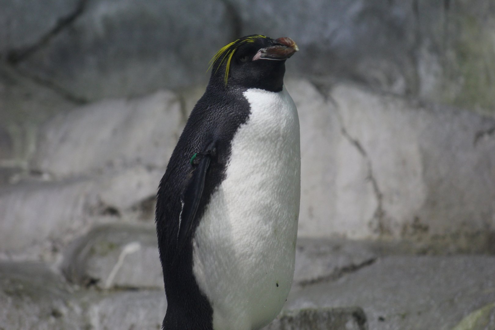Macaroni Penguin
