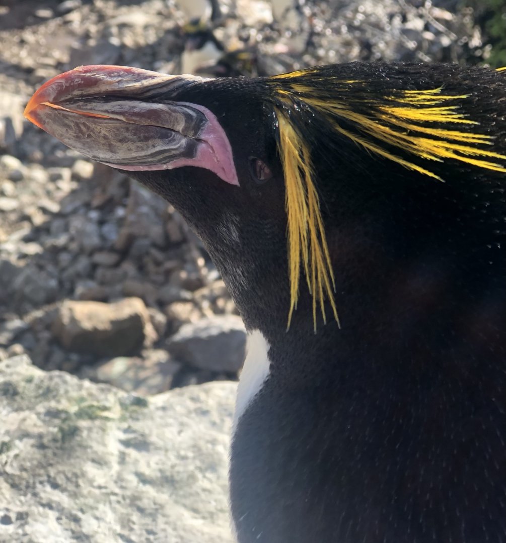 Macaroni penguin
