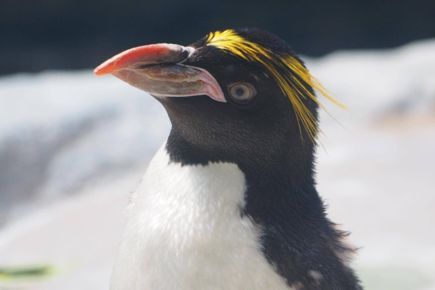 Macaroni penguin