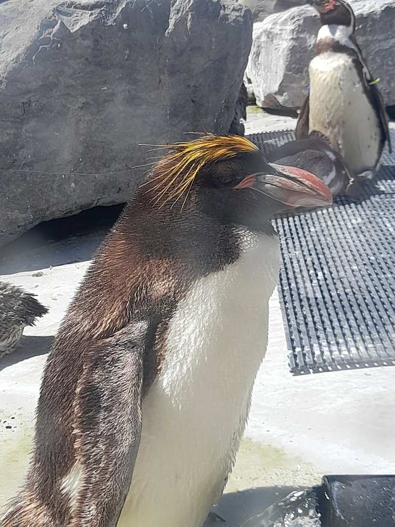 Macaroni penguin