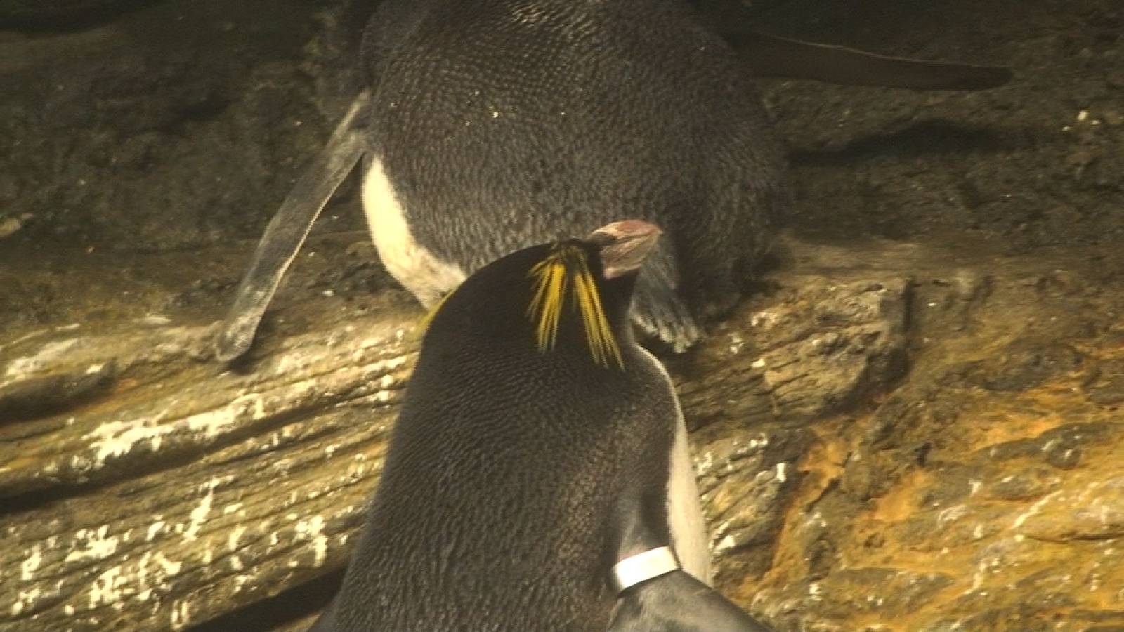 Macaroni penguin