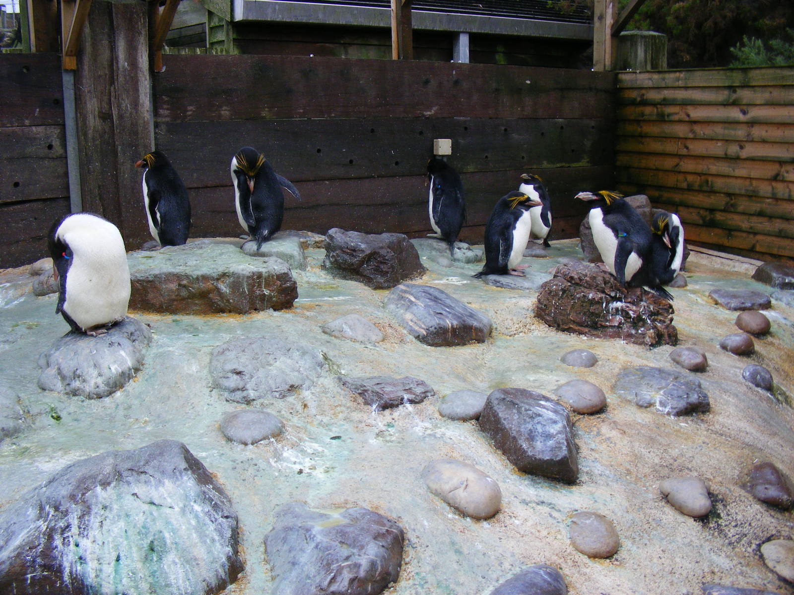 Macaroni penguins at Living Coasts, 28 December 2010