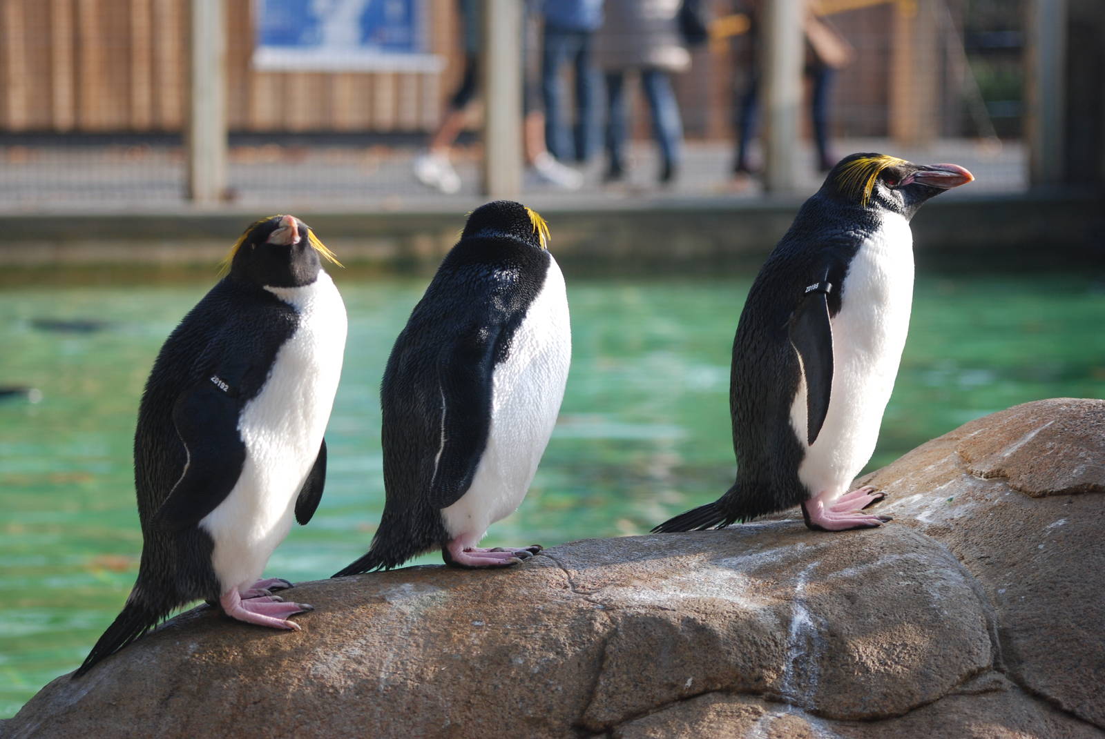 Macaroni Penguins at London, 16/11/11