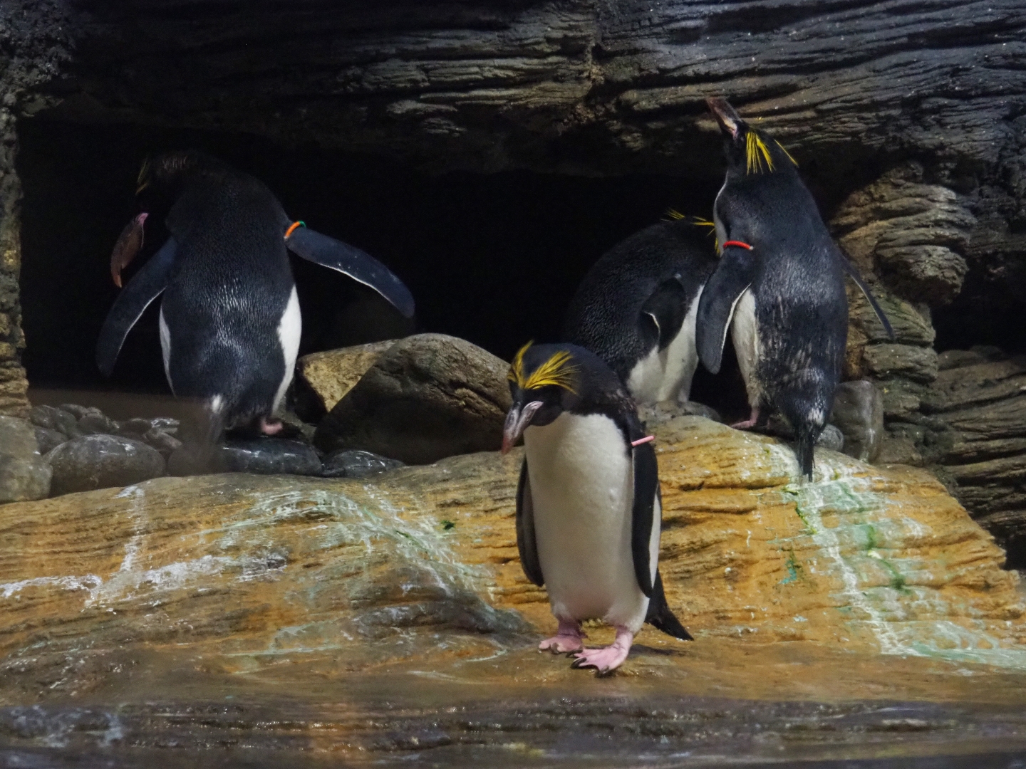 Macaroni penguins (Eudyptes chrysolophus), 2019-04-20