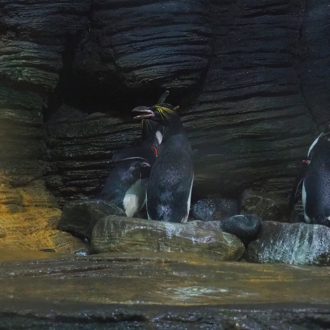 Macaroni penguins (Eudyptes chrysolophus), 2022-08-16
