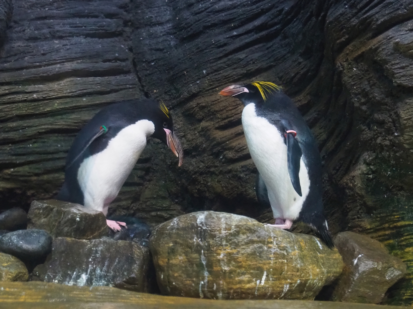 Macaroni penguins (Eudyptes chrysolophus), 2022-10-29