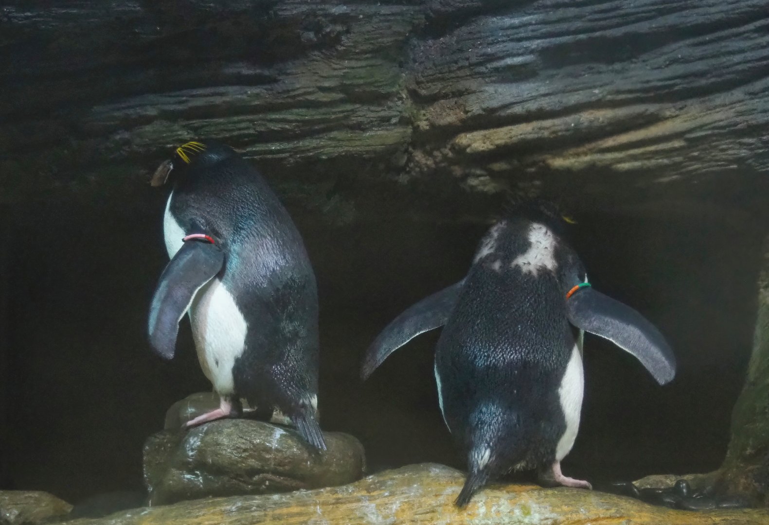 Macaroni penguins (Eudyptes chrysolophus), 2023-04-08