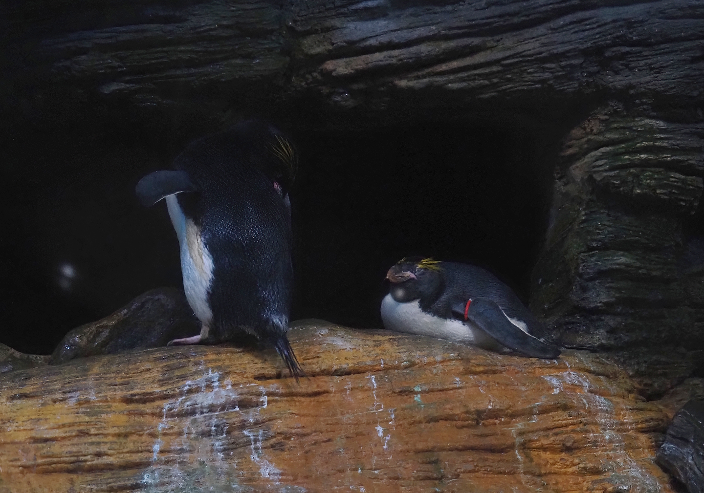 Macaroni penguins (Eudyptes chrysolophus), 2024-03-09