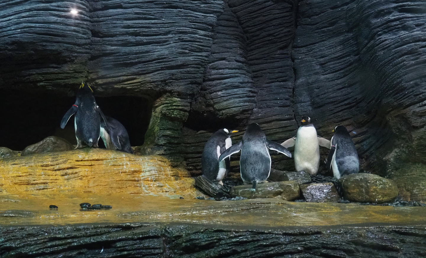 Macaroni penguins (Eudyptes chrysolophus) and Subantarctic gentoo penguins (Pygoscelis papua papua), 2023-07-22