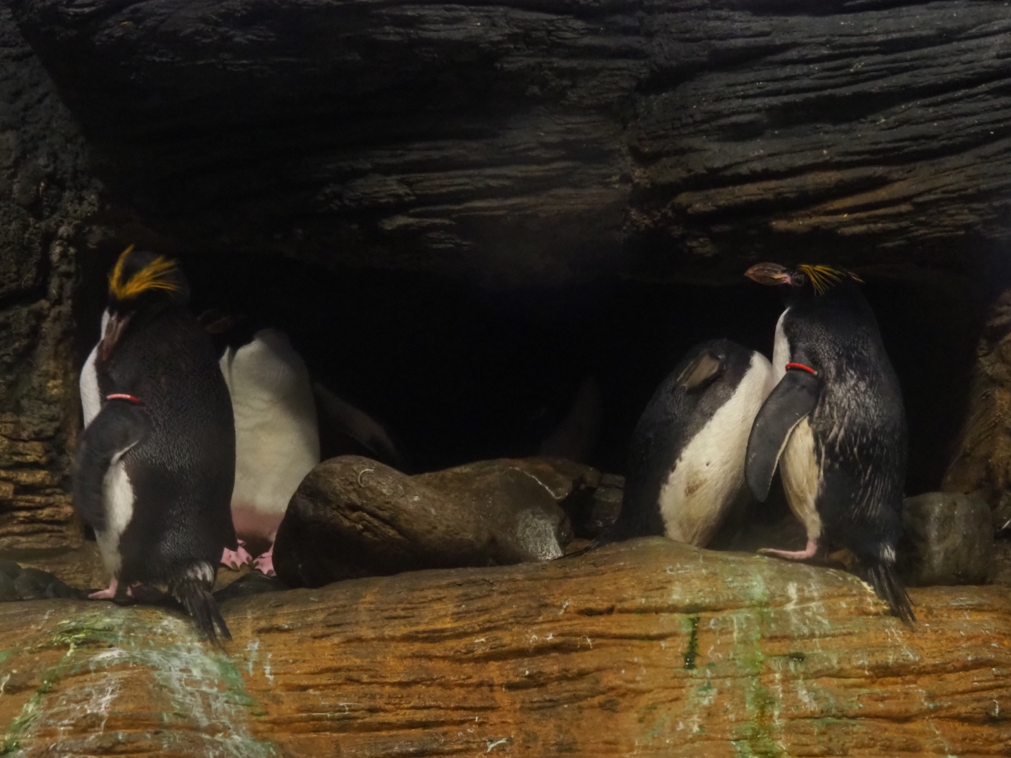 Macaroni penguins (Eudyptes chrysolophus), Feb 27th, 2019