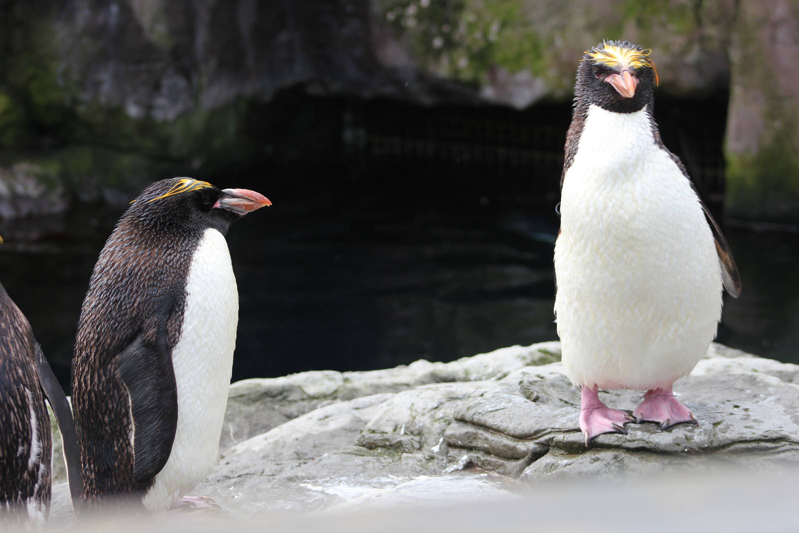Macaroni penguins