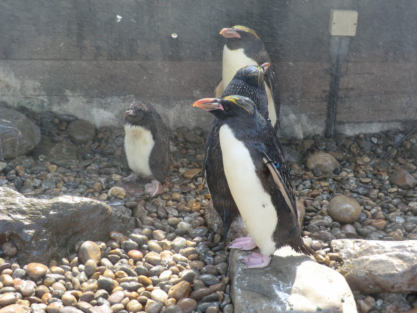 Macaroni penguins