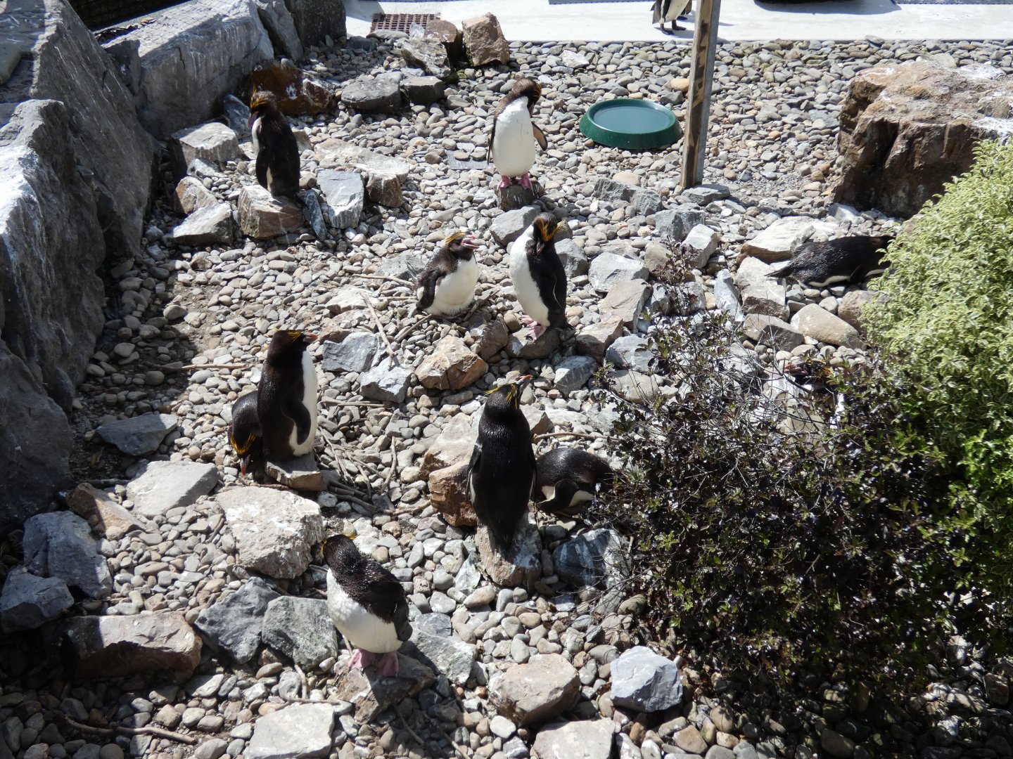 Macaroni penguins