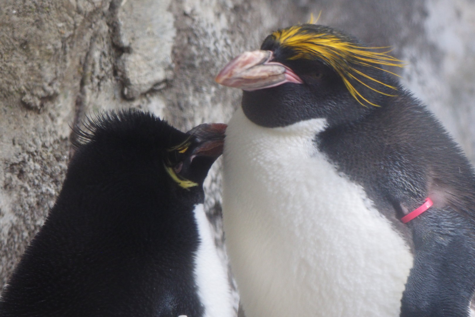 Macaroni Penguins