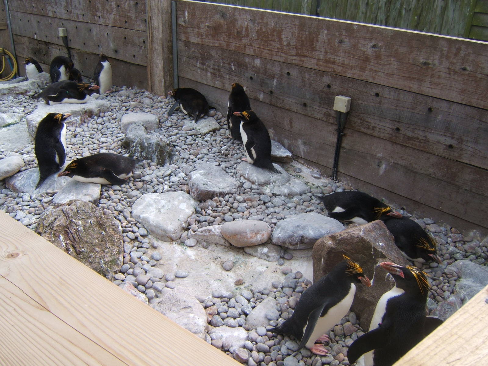 Macaroni Penguins