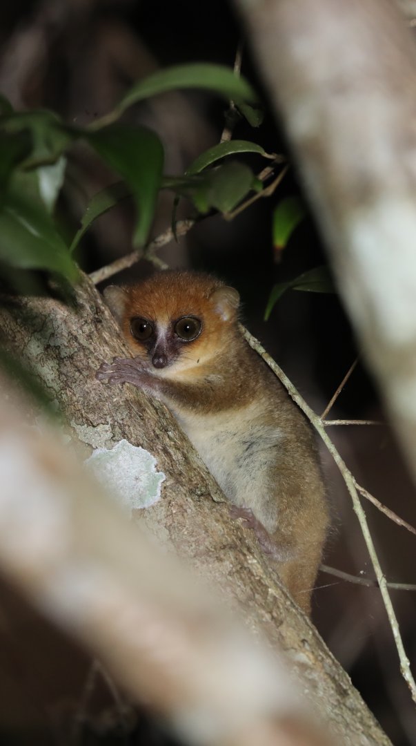 MacArthur's mouse lemur (Microcebus macarthurii)