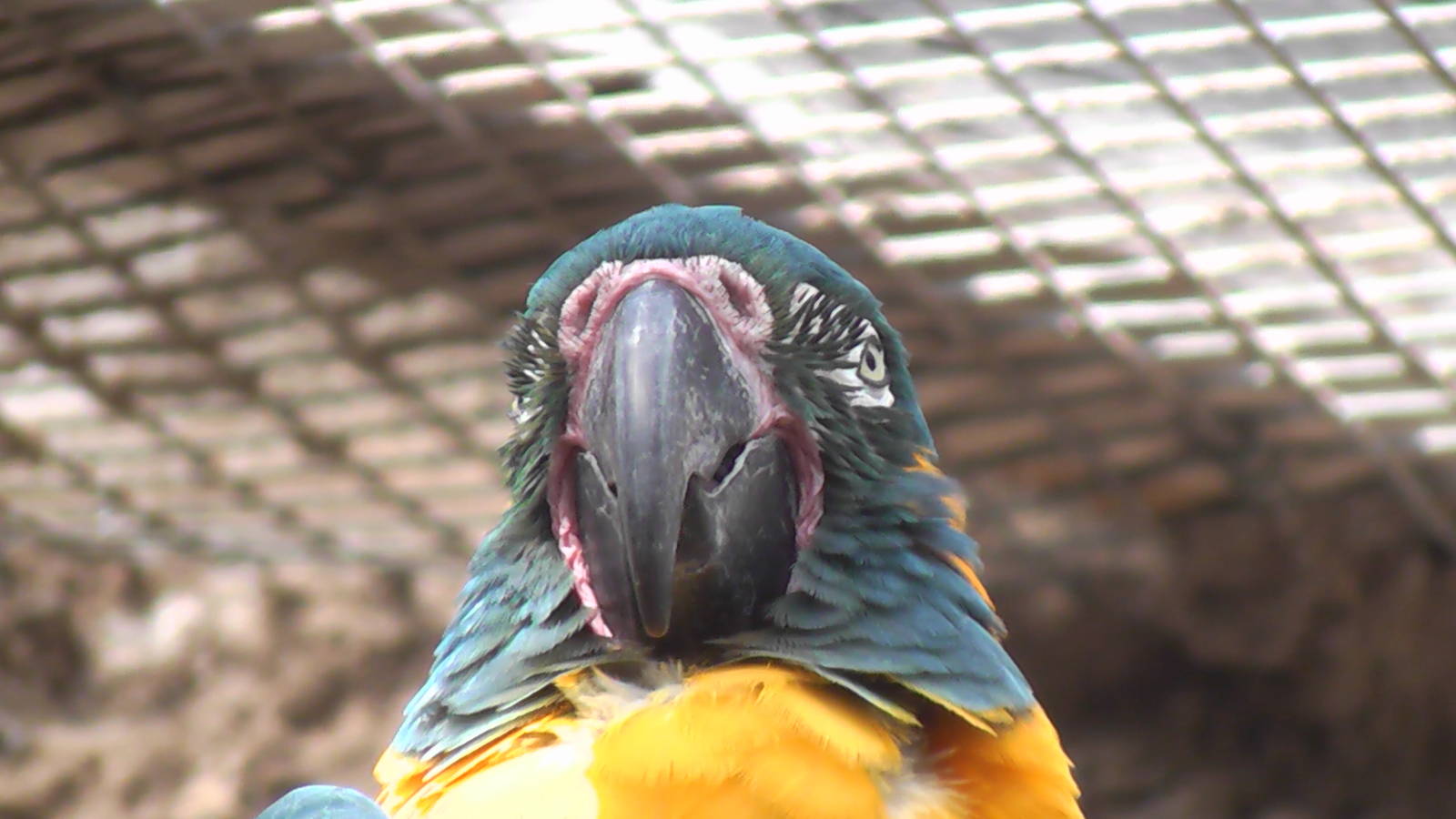 Macaw 19.6.10