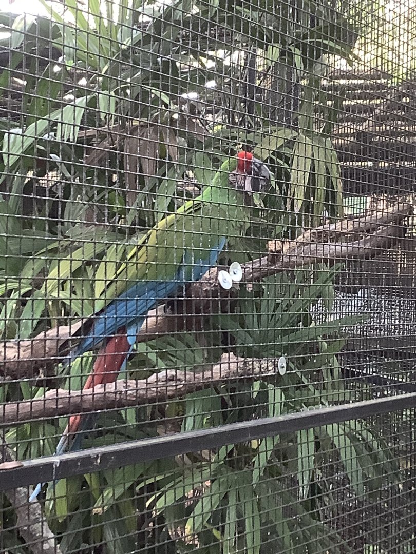 Macaw 3/21/24