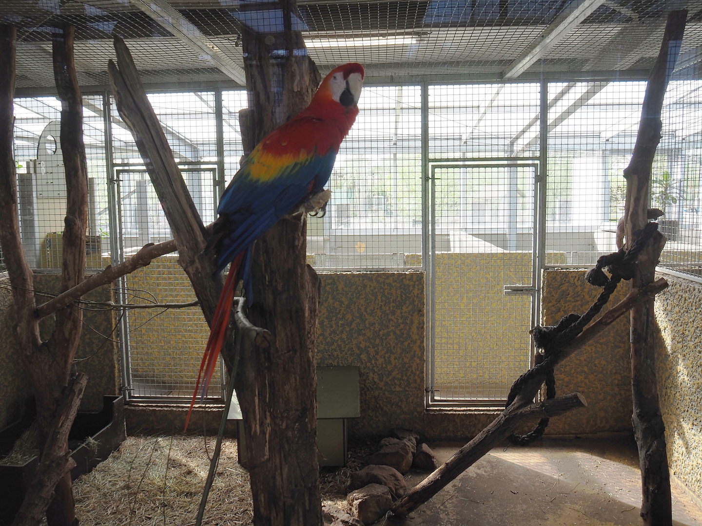 Macaw and Azara's agouti indoor exhibit, 2024-04-14