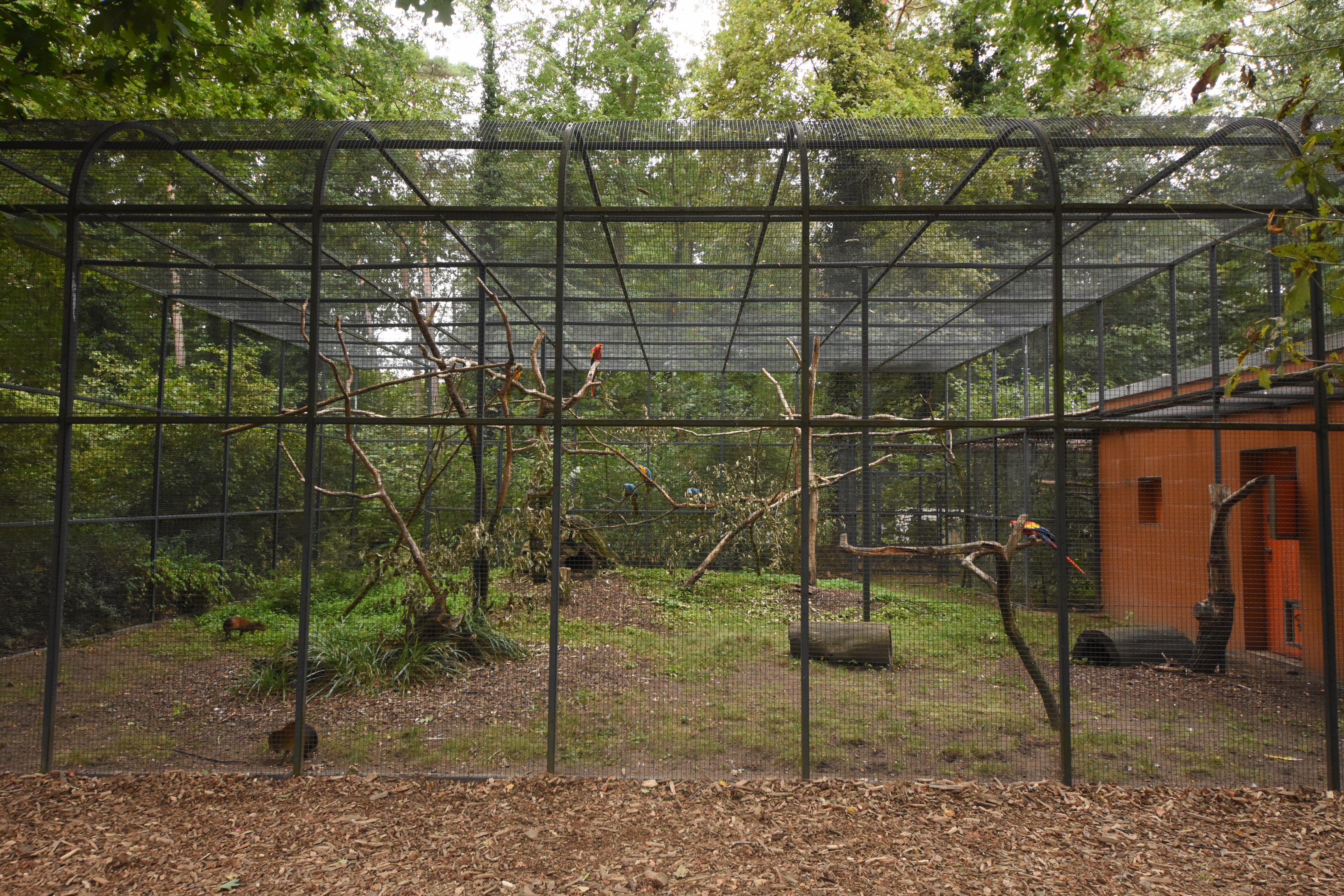 Macaw and Black-rumped agouti aviary
