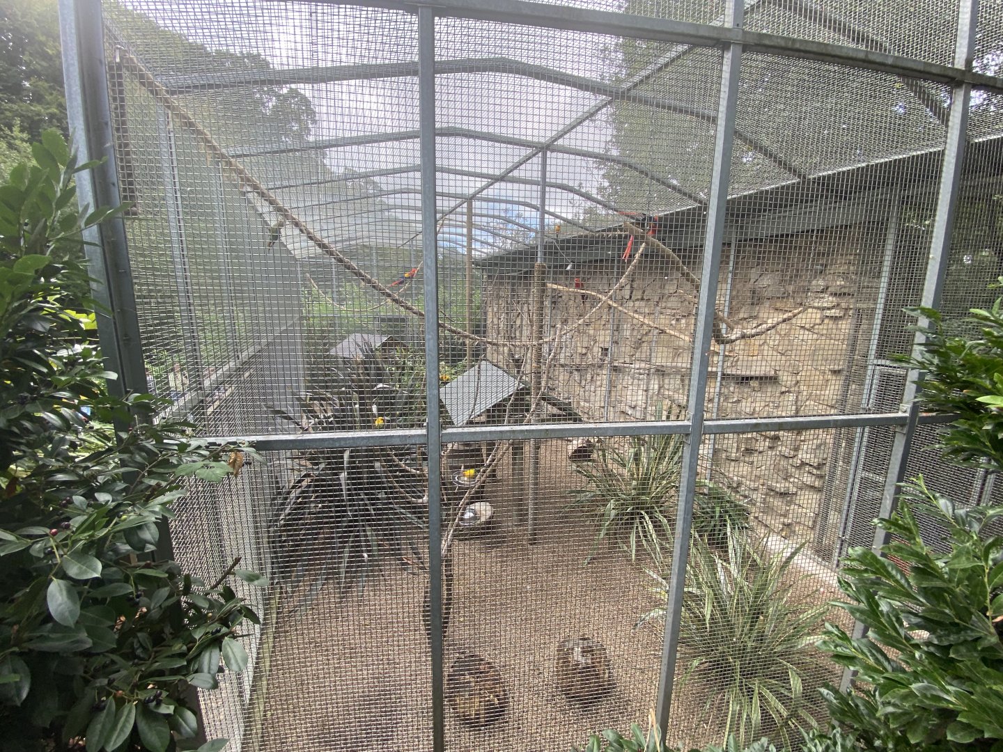 Macaw and conure aviary