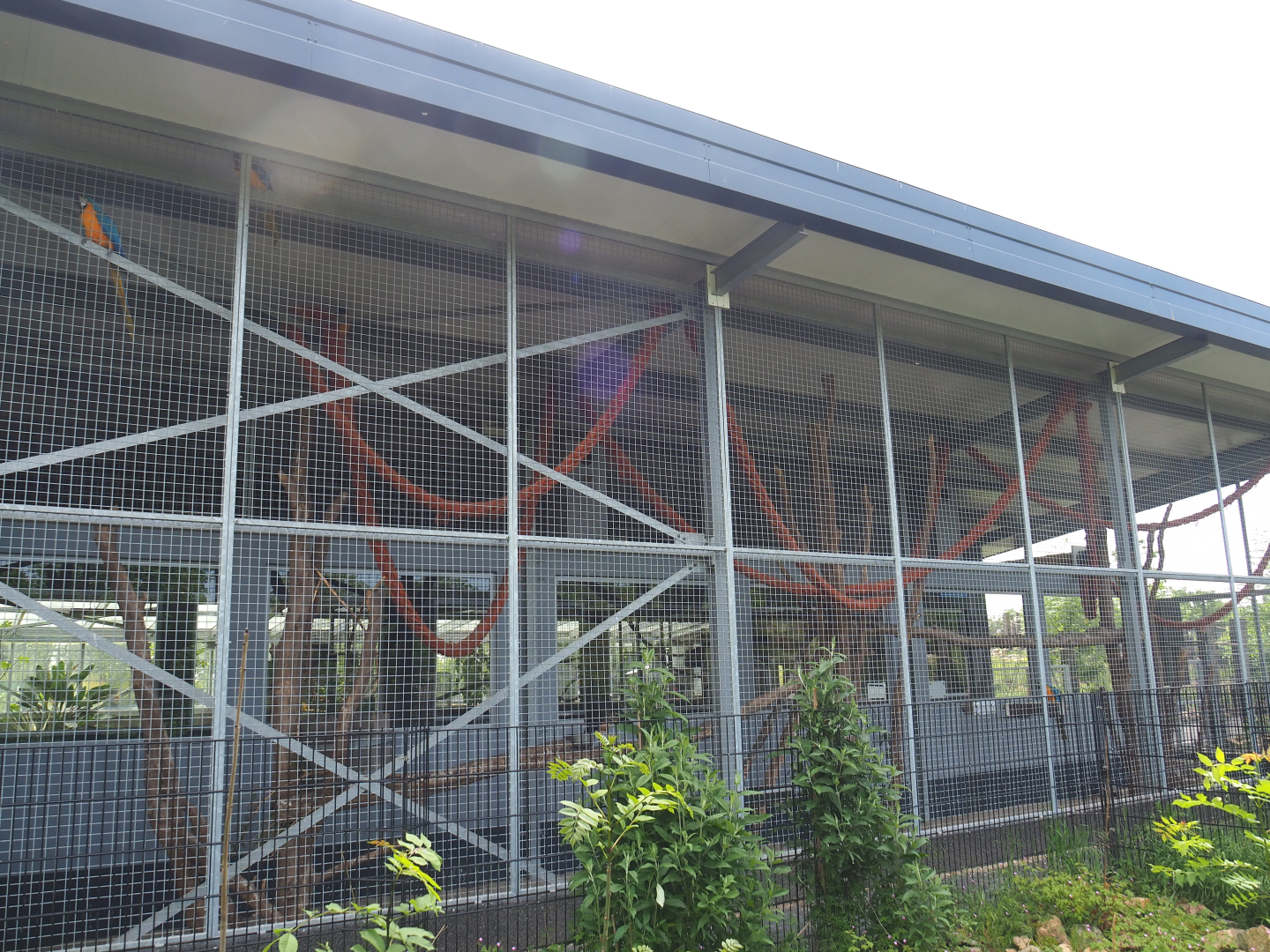 Macaw and curassow aviary, 2022-05-17