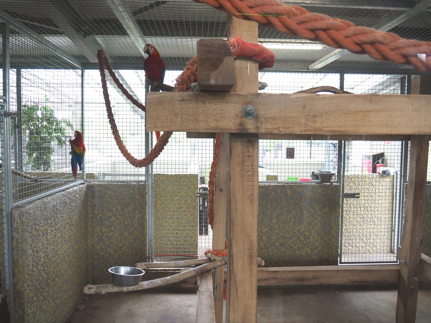 Macaw and curassow indoor aviary, 2022-05-17