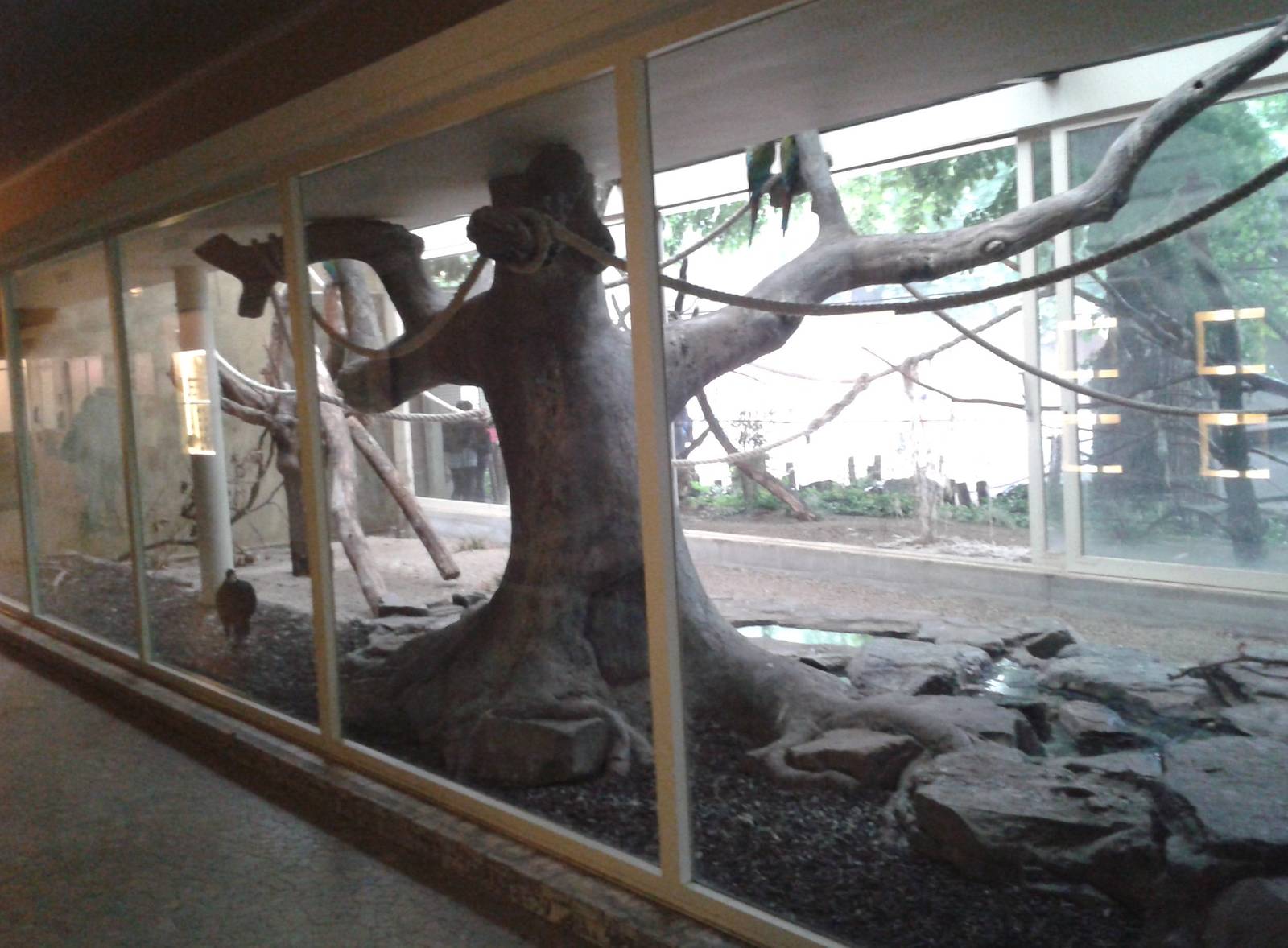 Macaw and currasow aviary