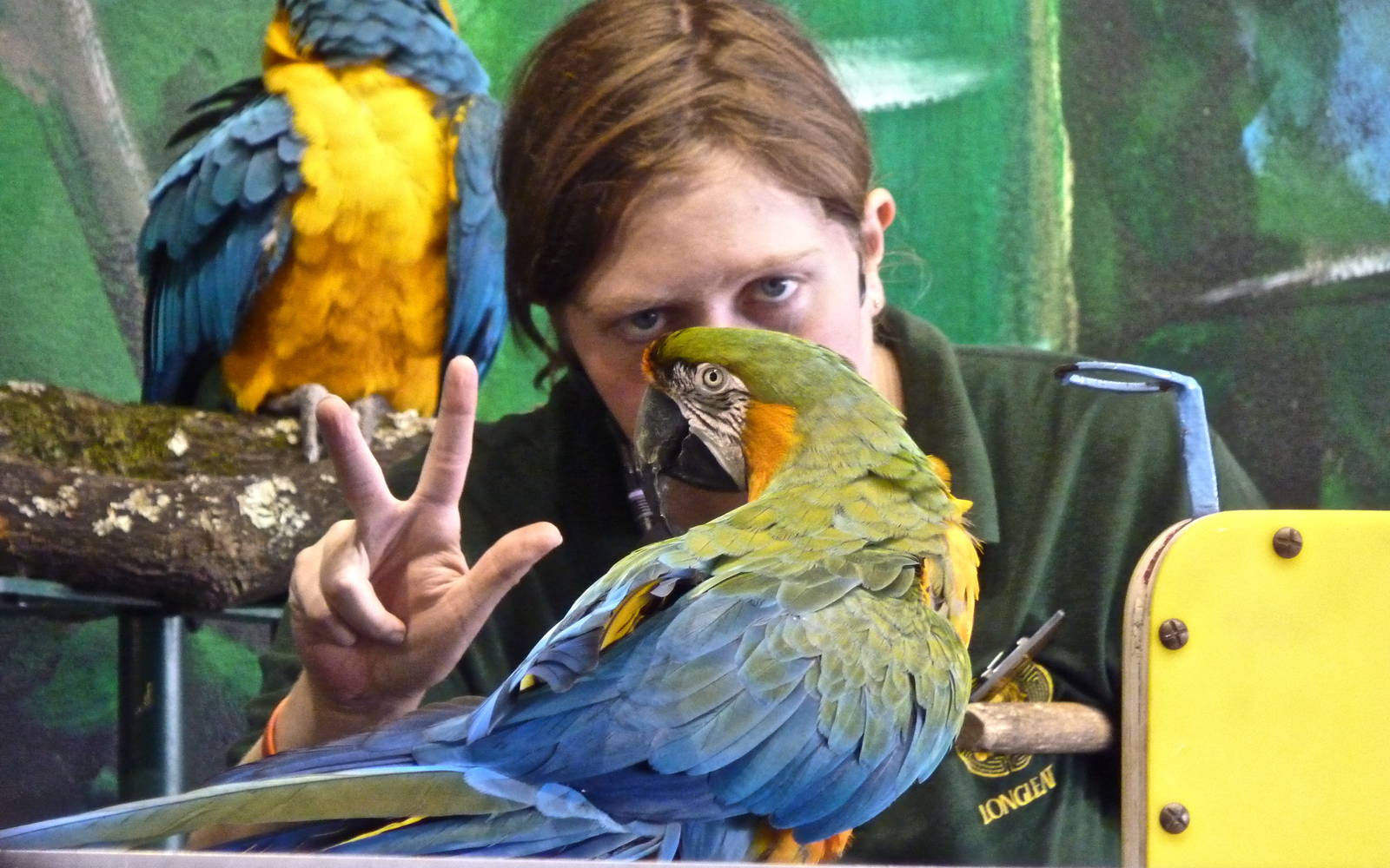 Macaw and Keeper