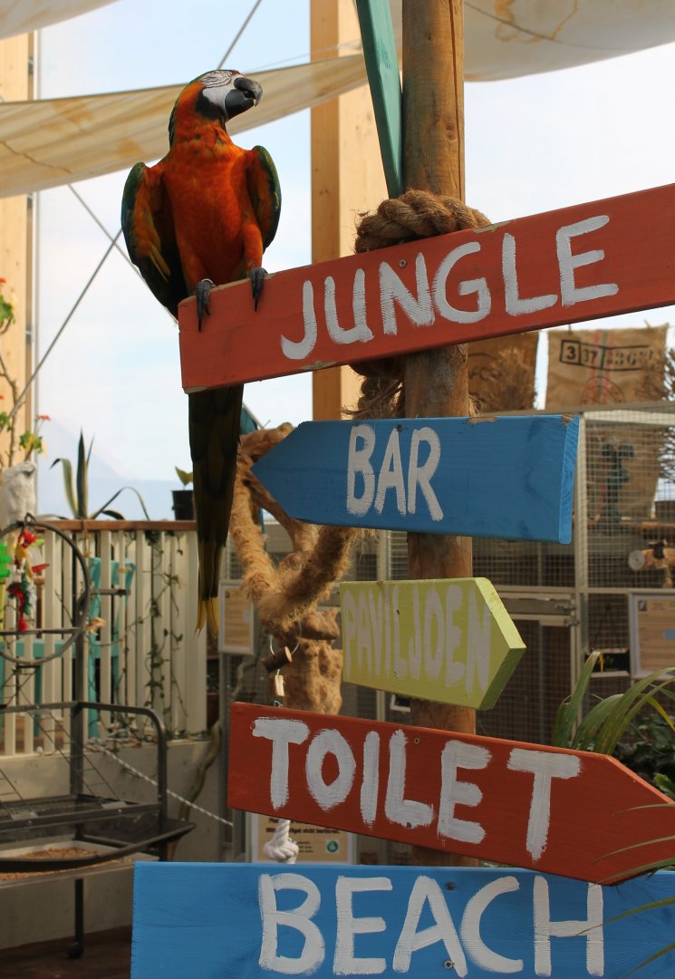 Macaw and signs