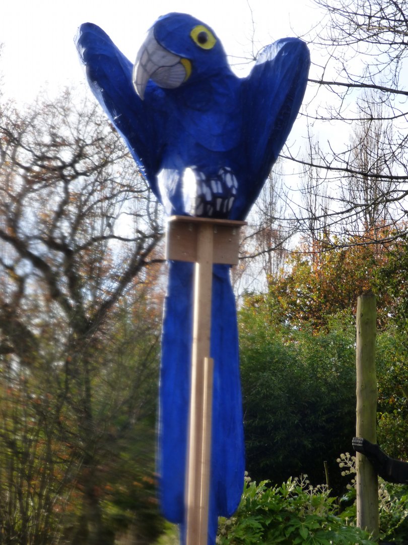 Macaw as part of 'Lanterns'