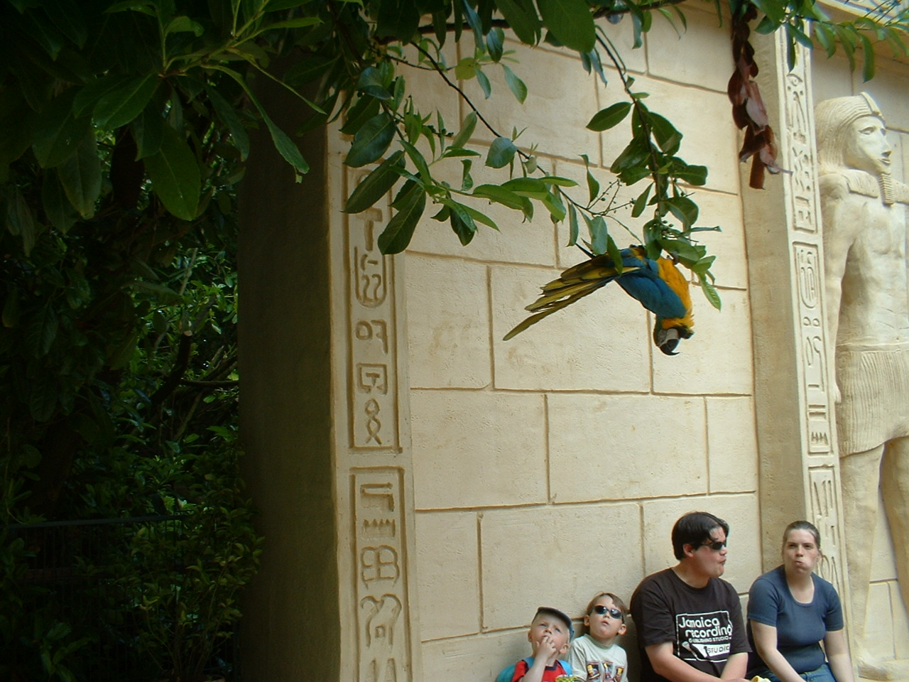 Macaw at Combe Martin Wildlife Park, 10 June 2005