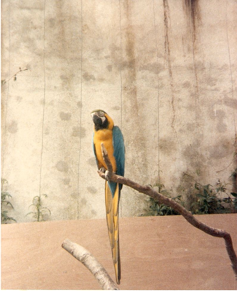 Macaw at Cricket St. Thomas, 4 June 1983