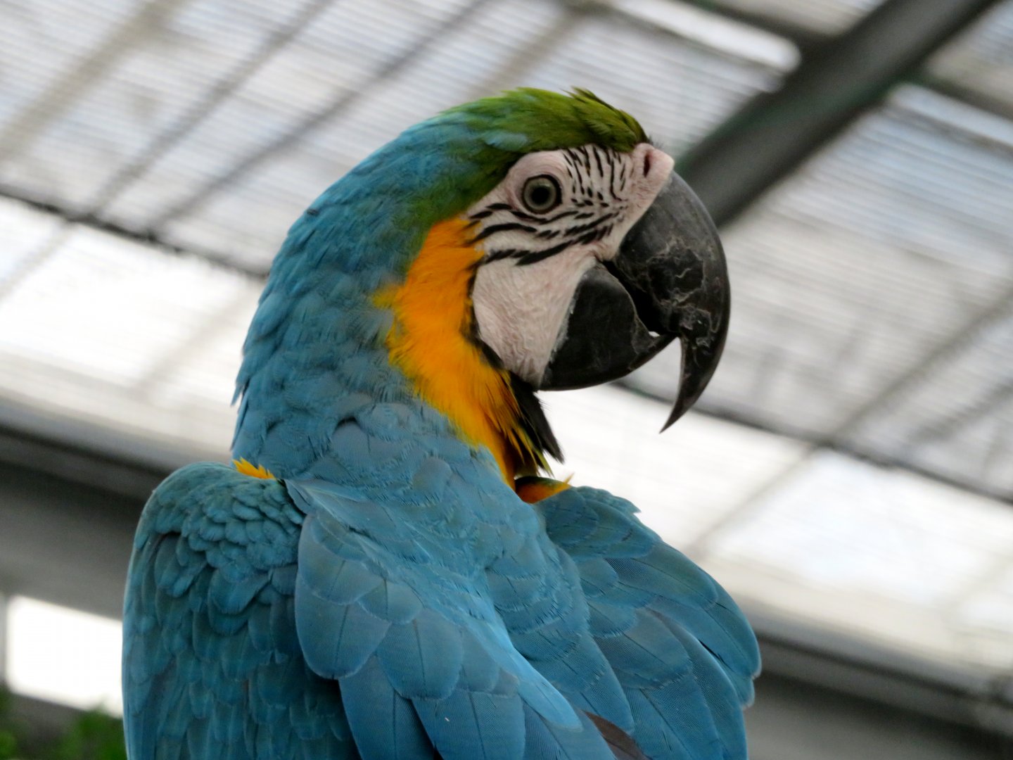 Macaw at Kobe Animal Kingdom
