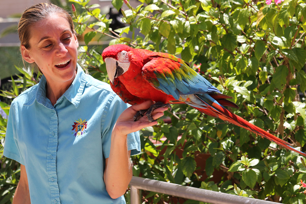 Macaw at San Diego Zoo 23rd April 2016