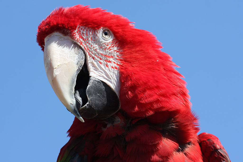 Macaw at Welsh Mountain Zoo