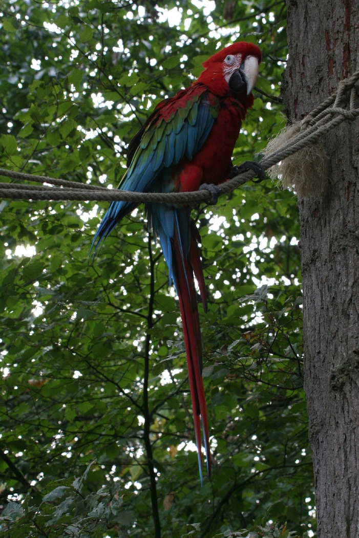 Macaw at Zoo Entrance