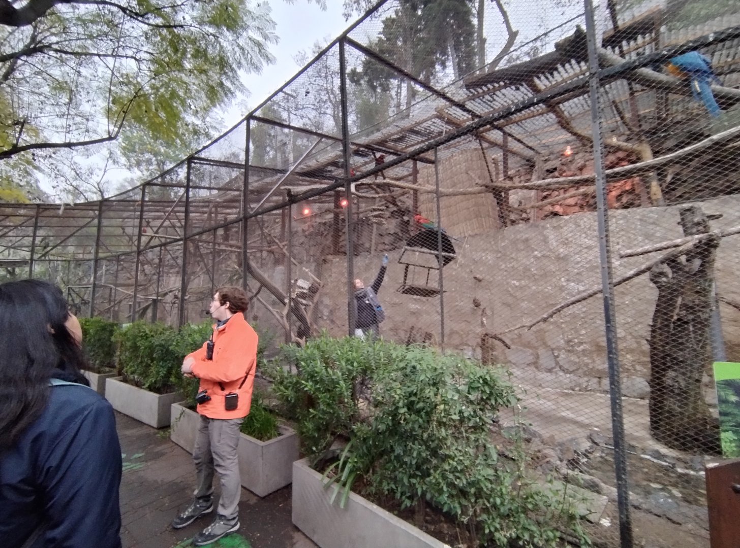Macaw aviaries - Santiago zoo (Zoologico nacional)